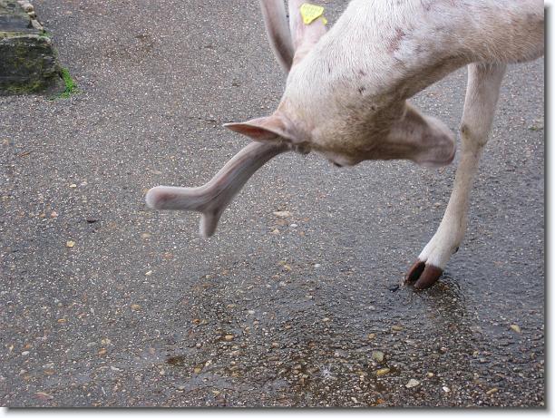 Diapositiva siguiente